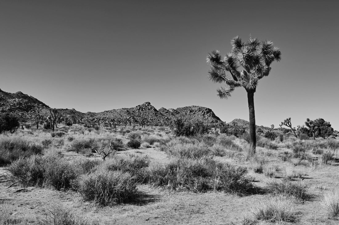 Why Black and White Photography Is Essential in Interior Design