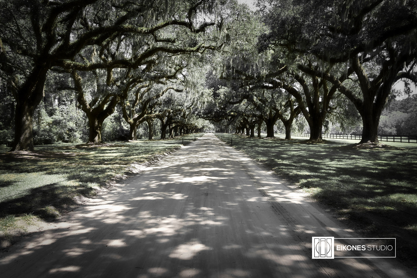 BOONE HALL TREE LINE-COLOR