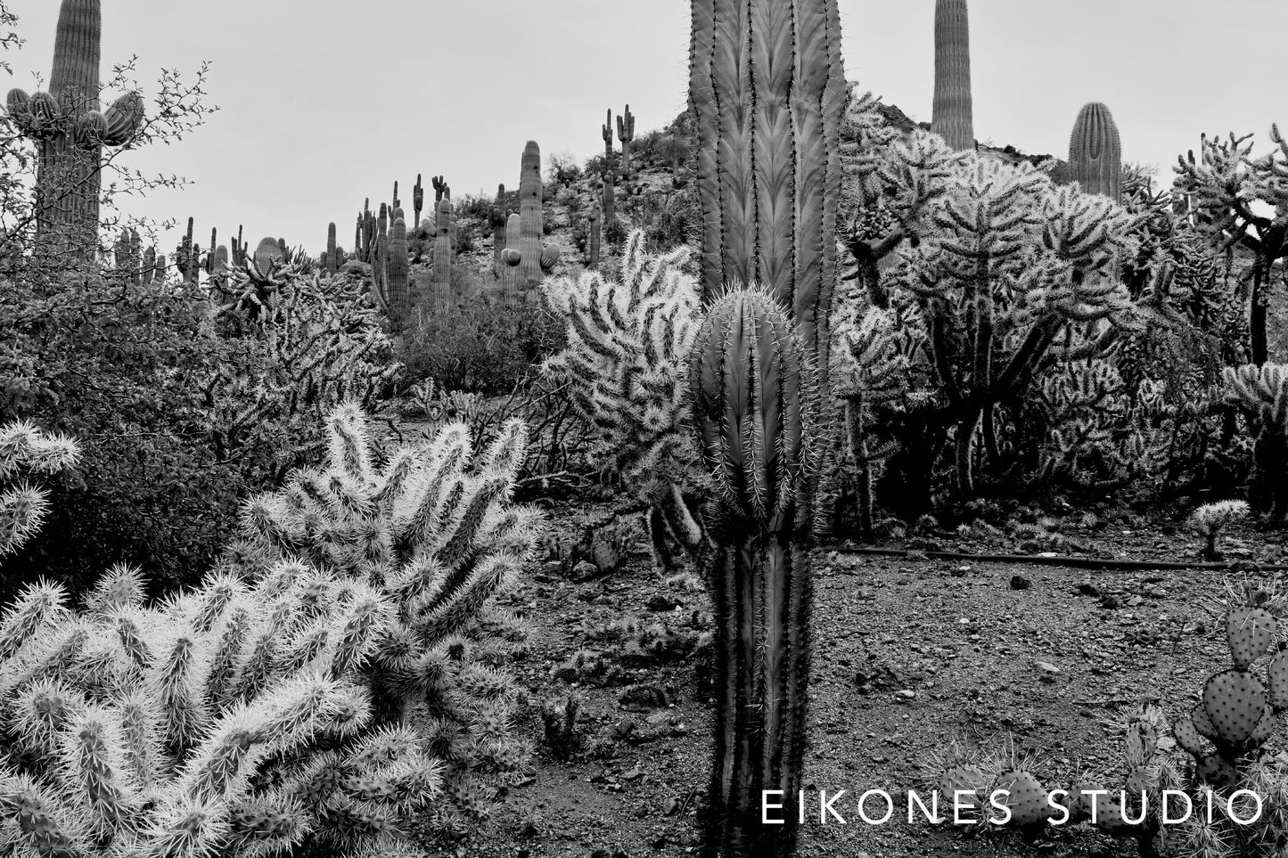 CACTI 3 BW