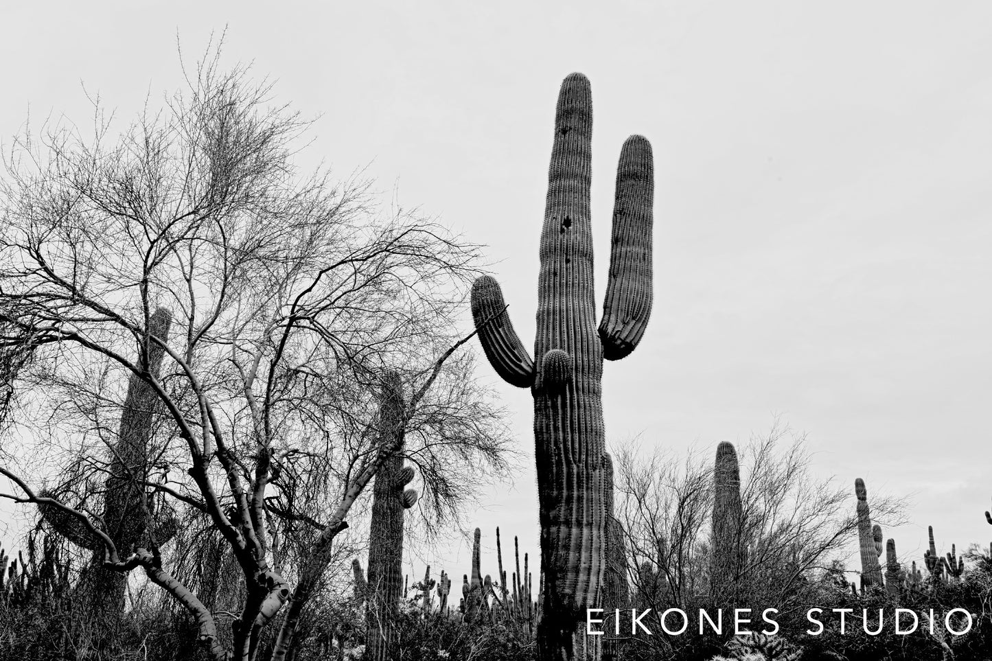 CACTUS GARDEN BW