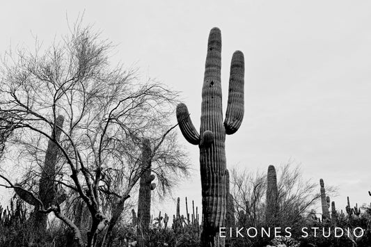 CACTUS GARDEN BW