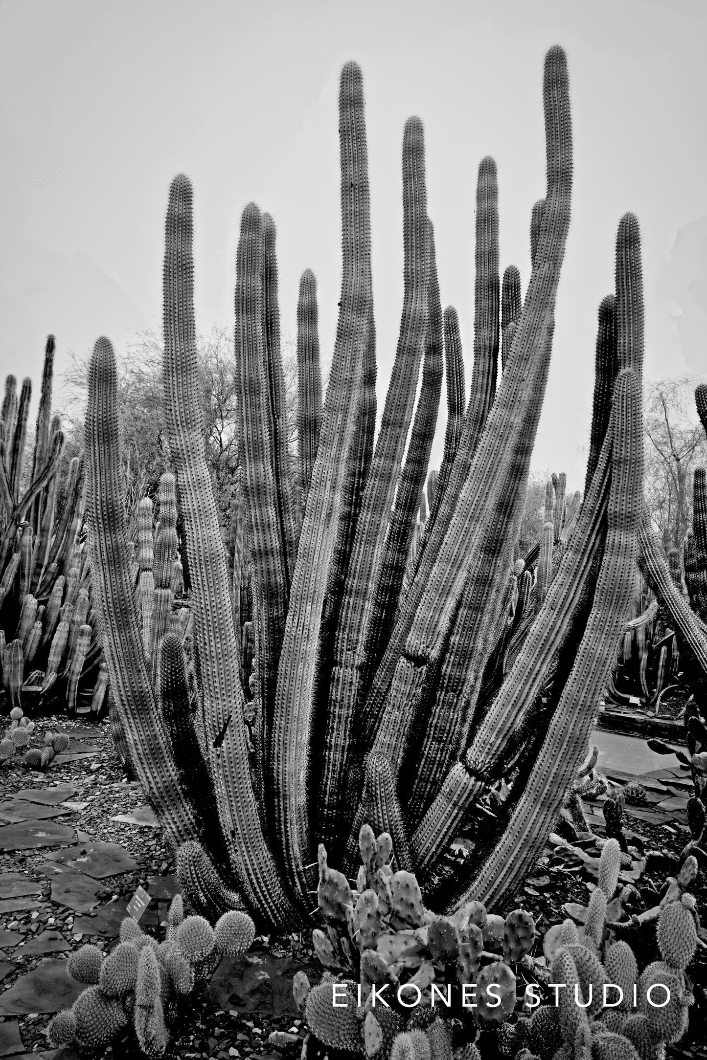 CACTUS TUBES