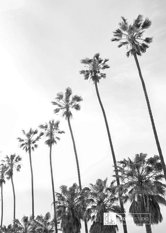 LA JOLLA PALMS 2