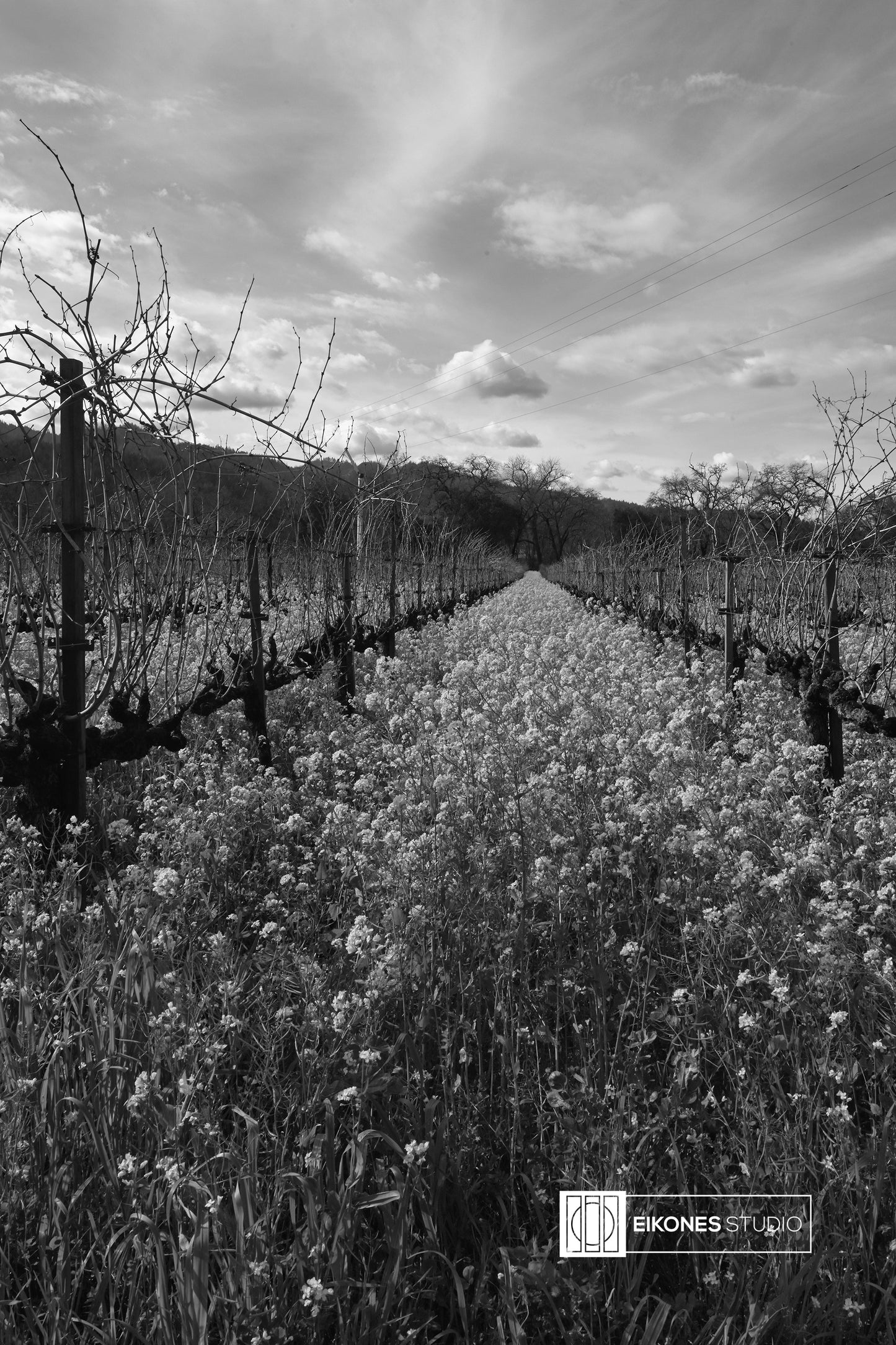 NAPA 4