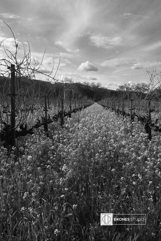 NAPA 4