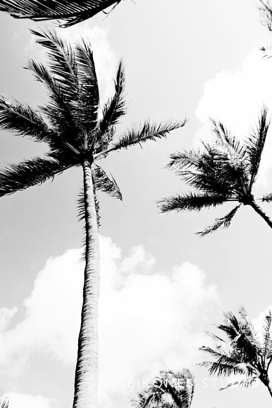 PALM TREES BW