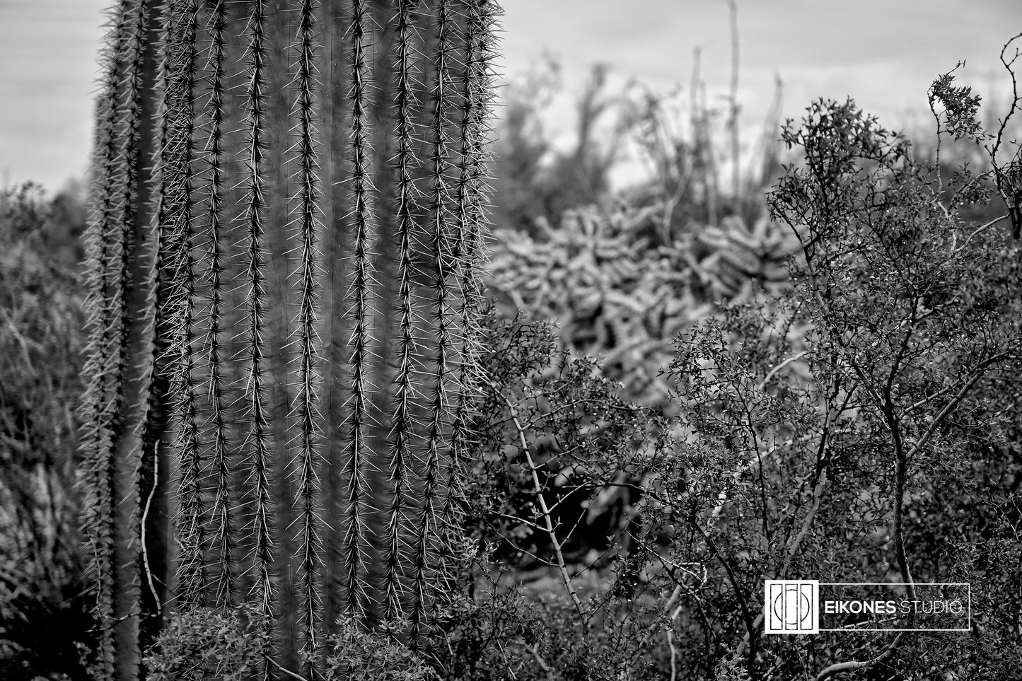 SPRING CACTUS BW