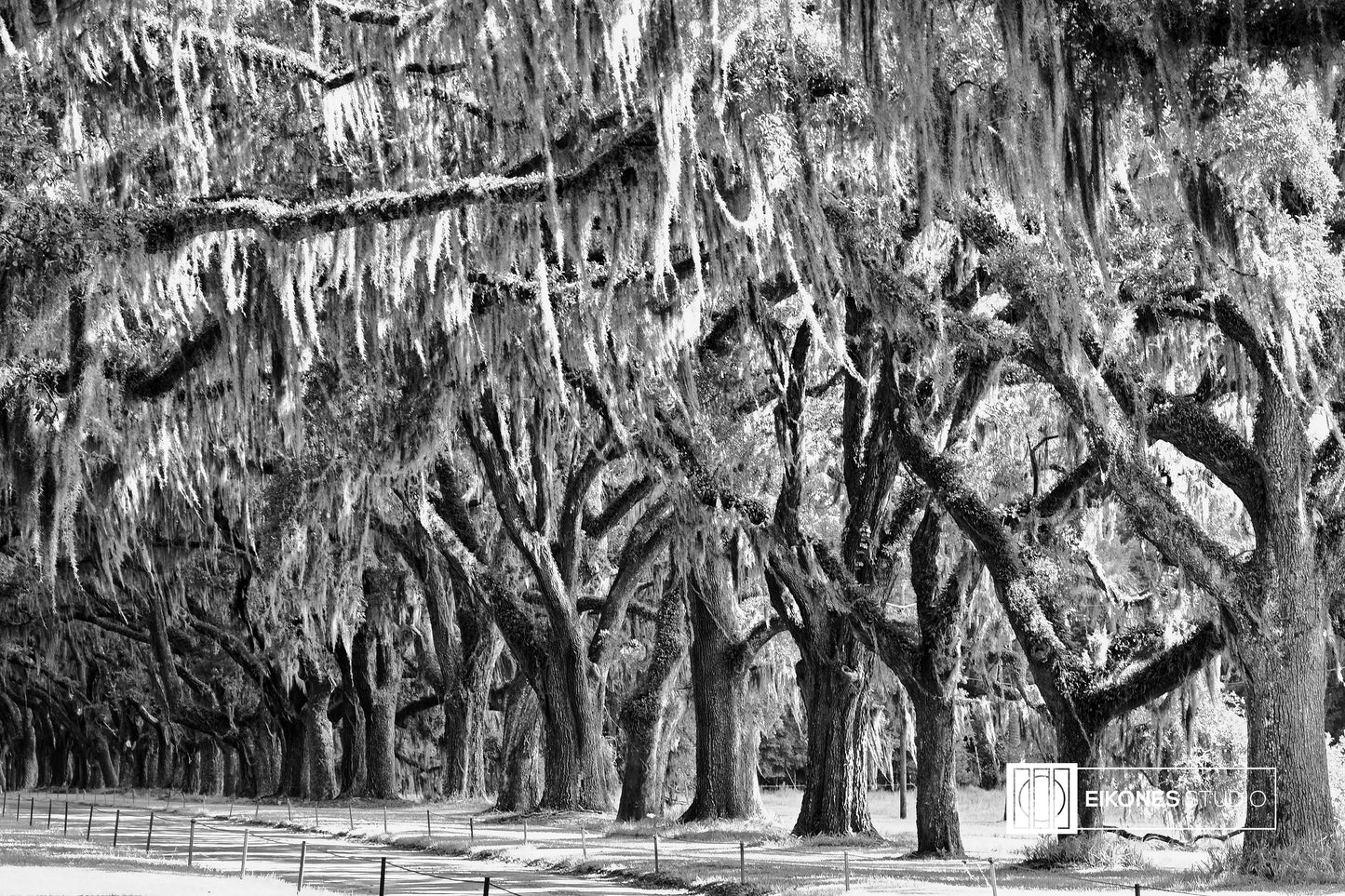 WORMSLOE DRIVE BW