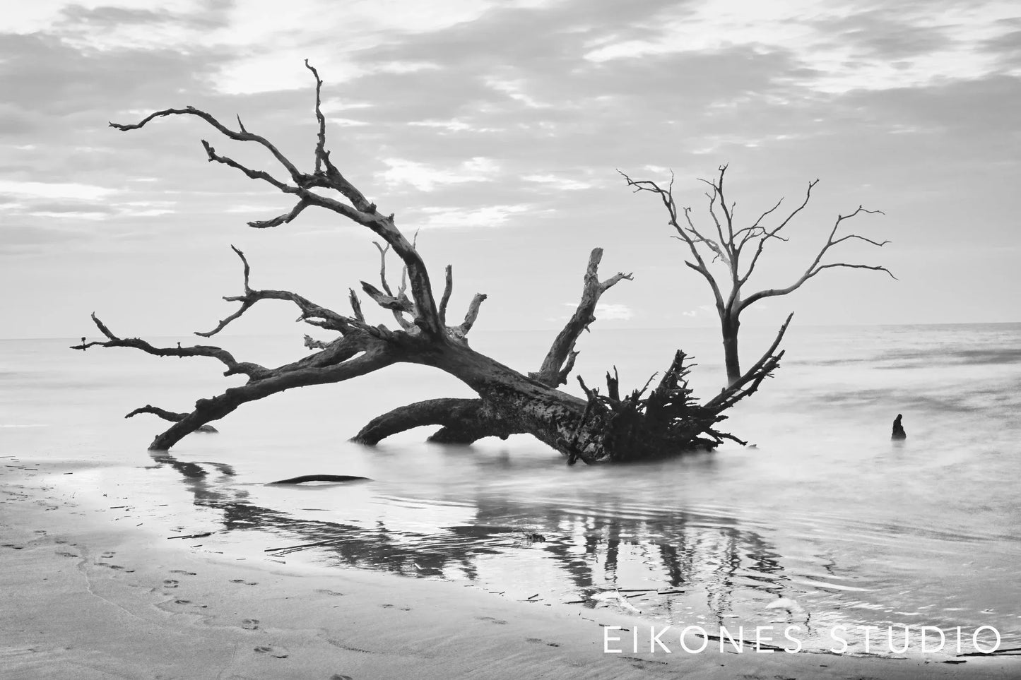 Black White Beach Photography Dramatic Coastal Scene Boneyard Beach Driftwood Trees Charleston South Carolina Moody Landscape Wall Art Home Decor Statement Piece Modern Minimalist Design Living Room Bedroom Office Decoration Striking