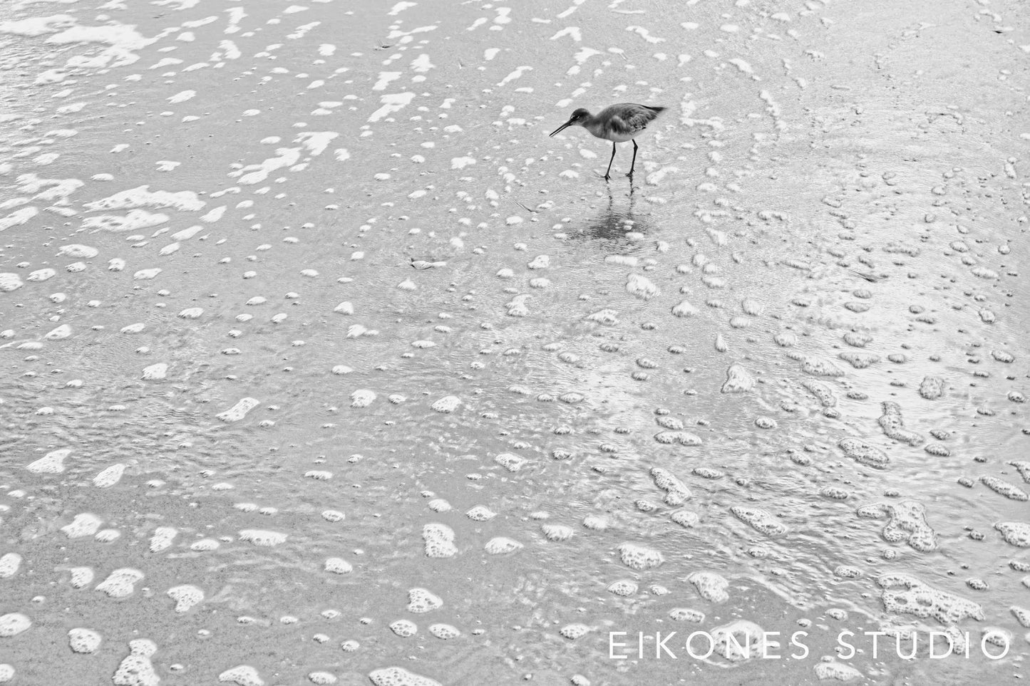 MB BIRD 1